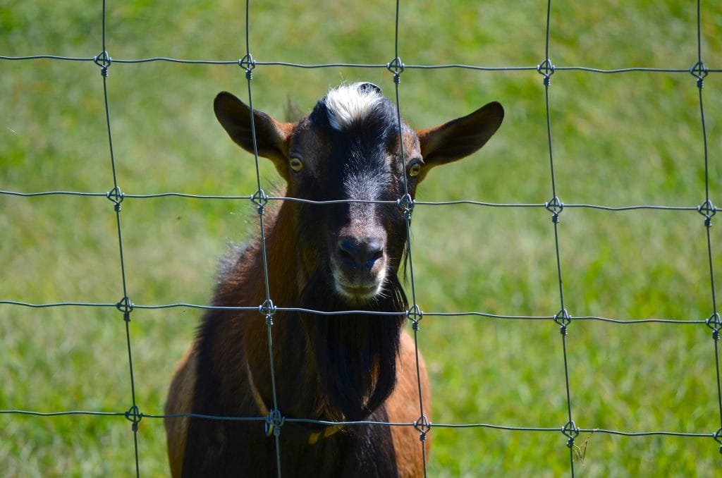 A goat looking through a wire fence, straight into the camera.