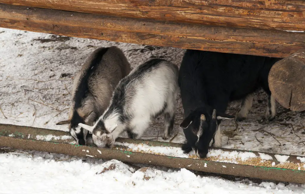 goats eating at a trough in winter