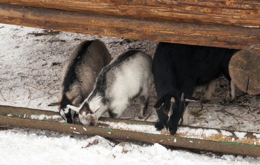 goats eating at a trough in winter