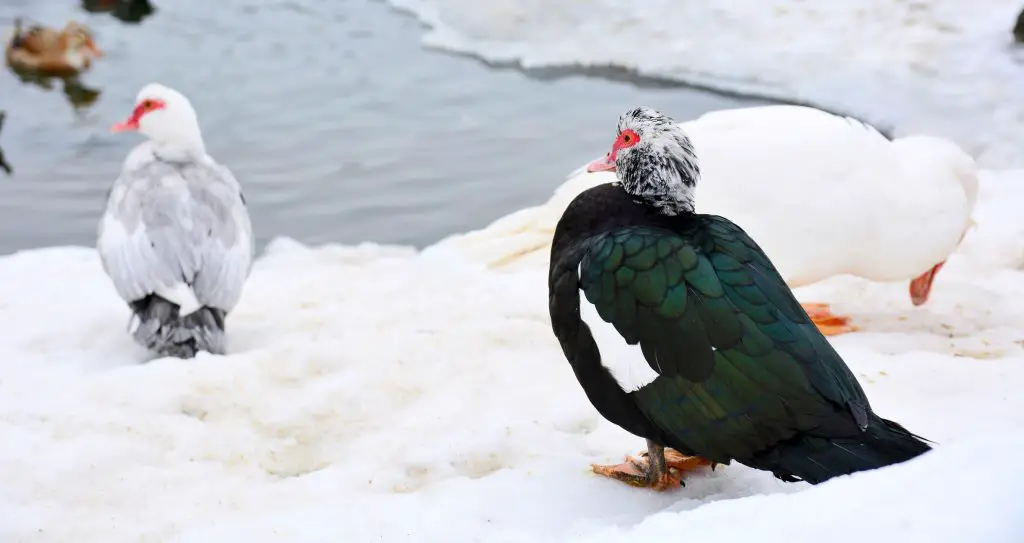 Group of three Muscovy ducks standing on the shore of frozen pond.