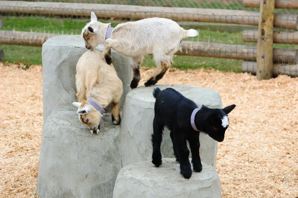 Baby goats playing in farm
