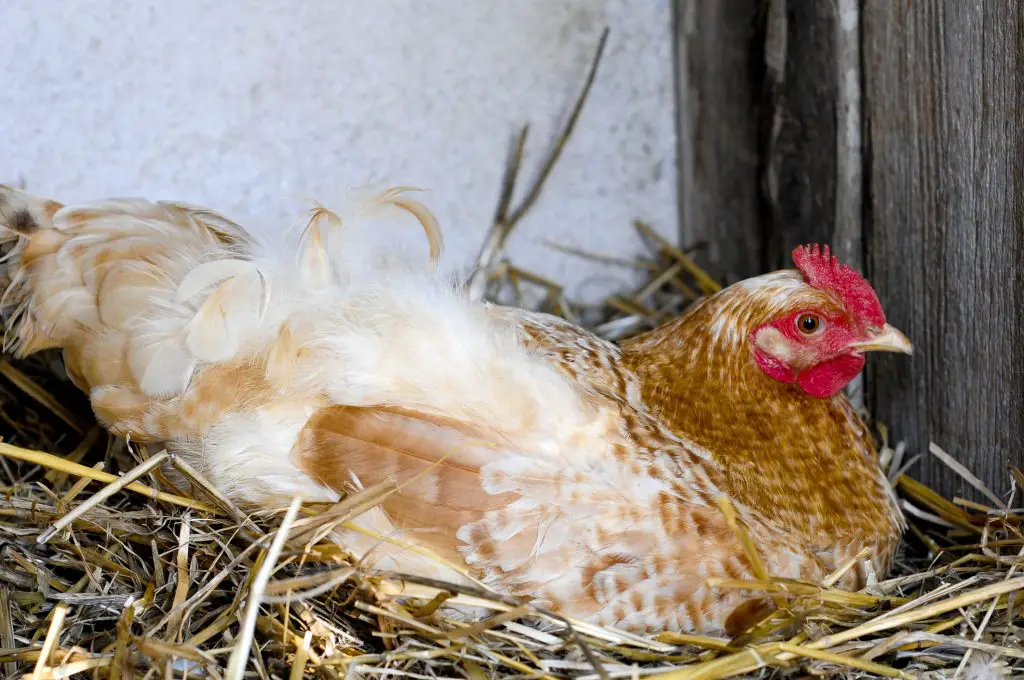 Chicken sitting in a straw nest on her eggs