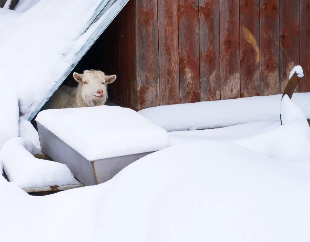 Goat in shelter in a snowy winter