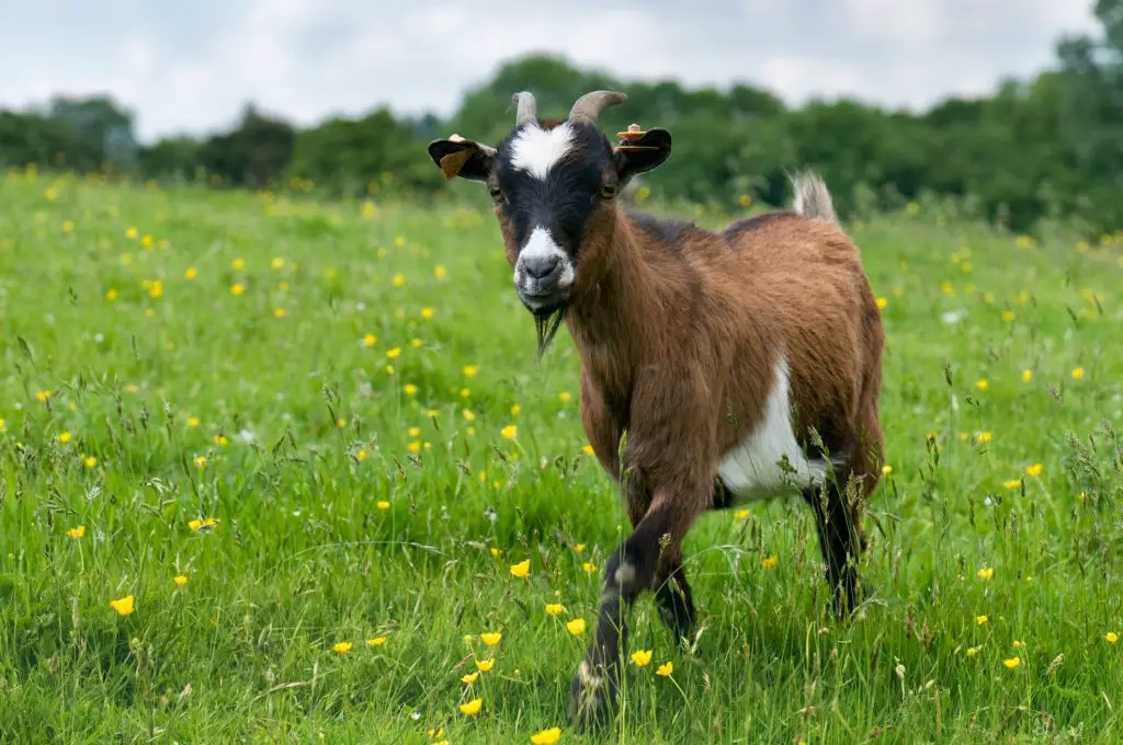 Goat walking on green field