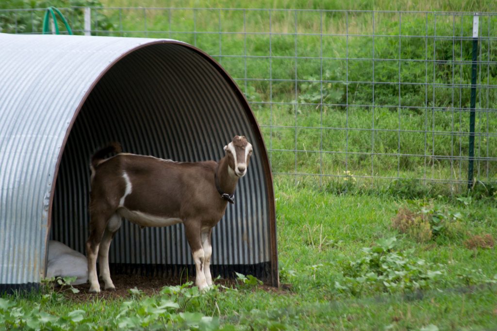goat in a hoop house style shelter