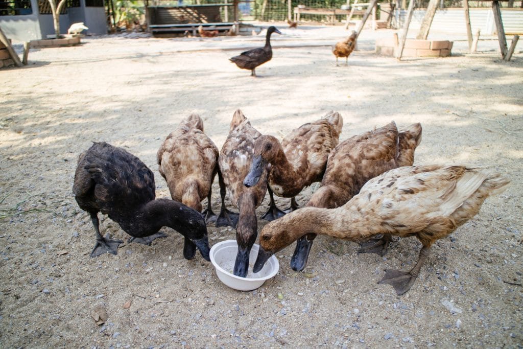 Ducks eating the food in a bowl.