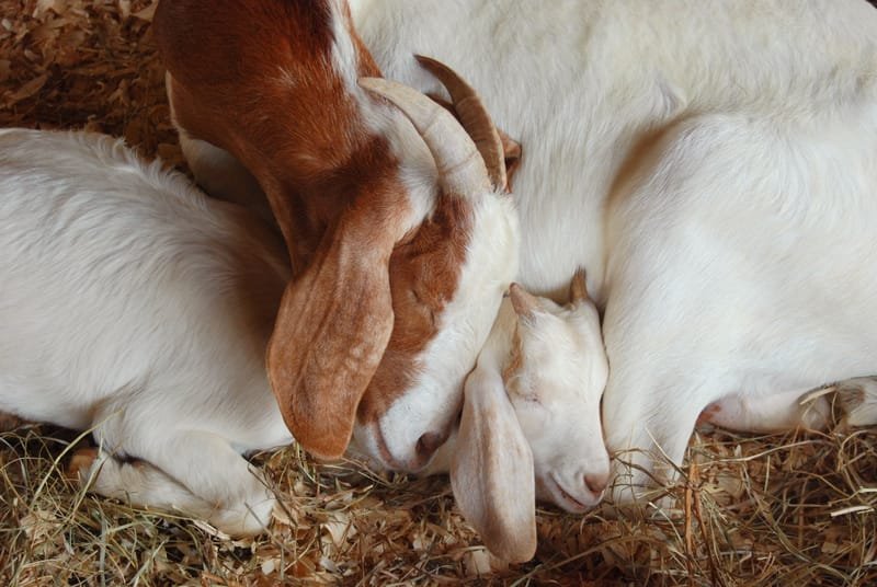 A mother goat wraps her body around her baby as they both sleep.