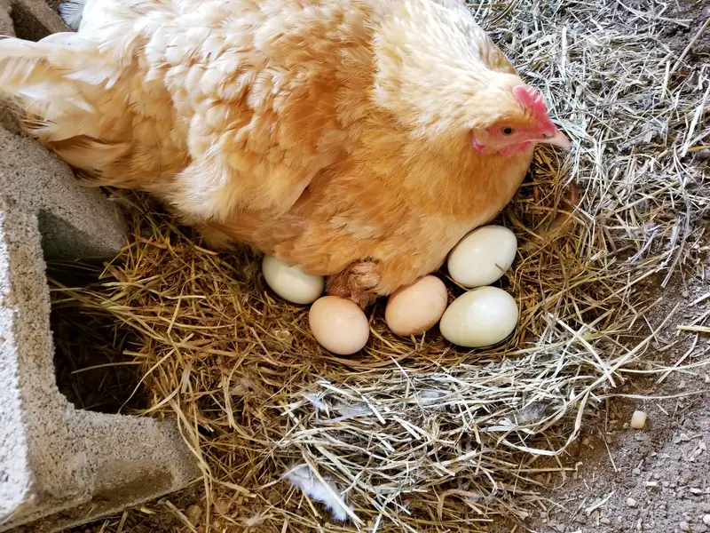 Eggs and chicken sitting on hay nest in corner of barn