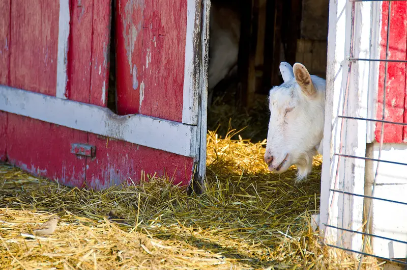 White goat sleeping in a red barn with straw.