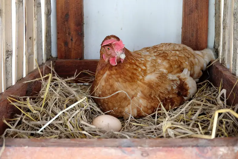 Hen laying egg in the farm
