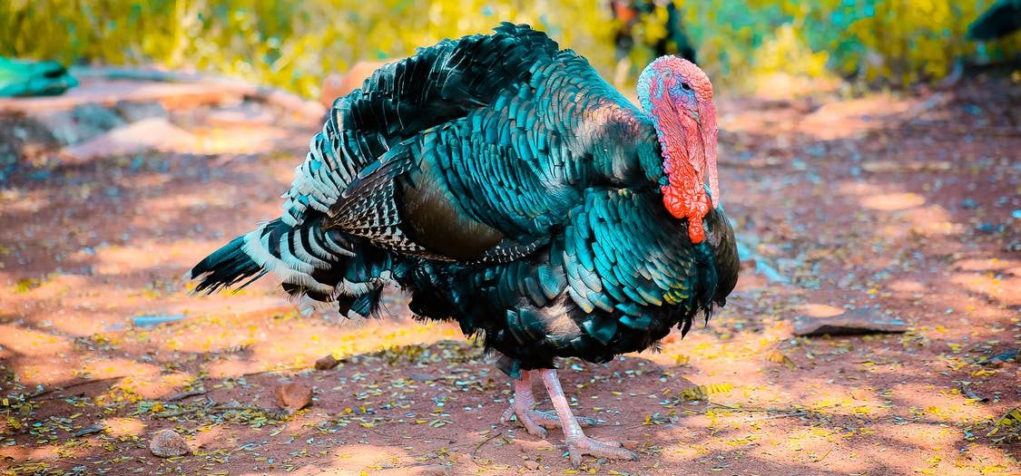 How Long Does It Take To Raise A Turkey?