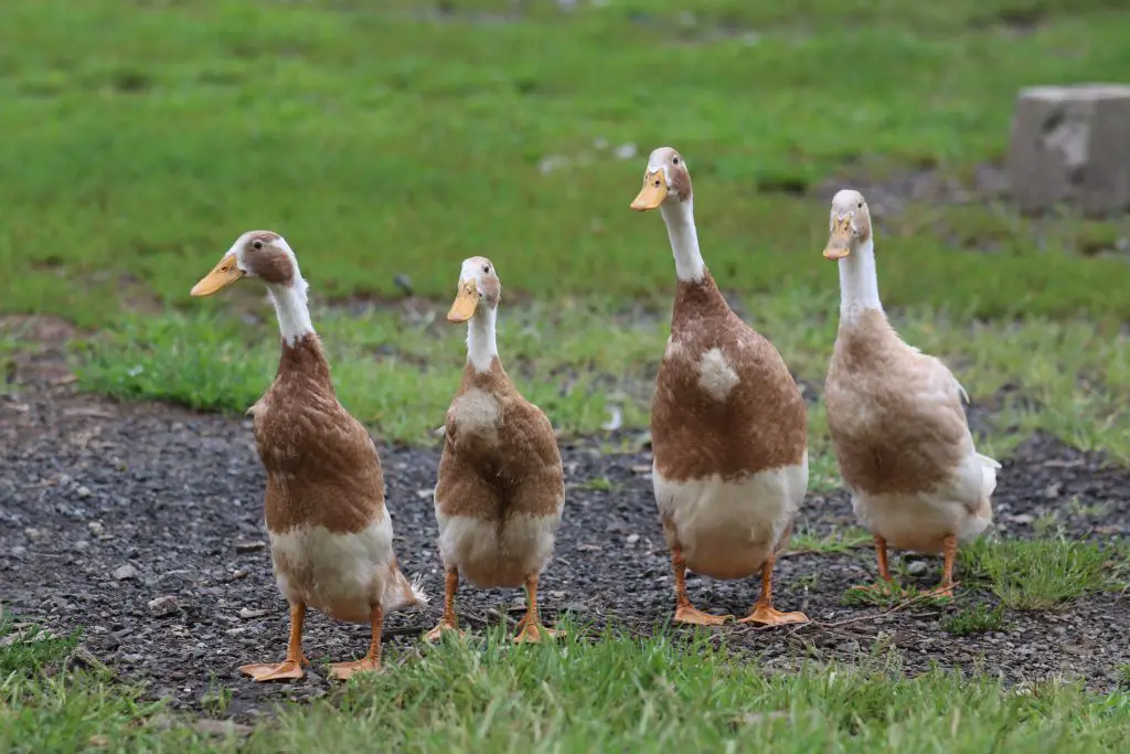 A group of brown and white indian runner ducks in a farm yard