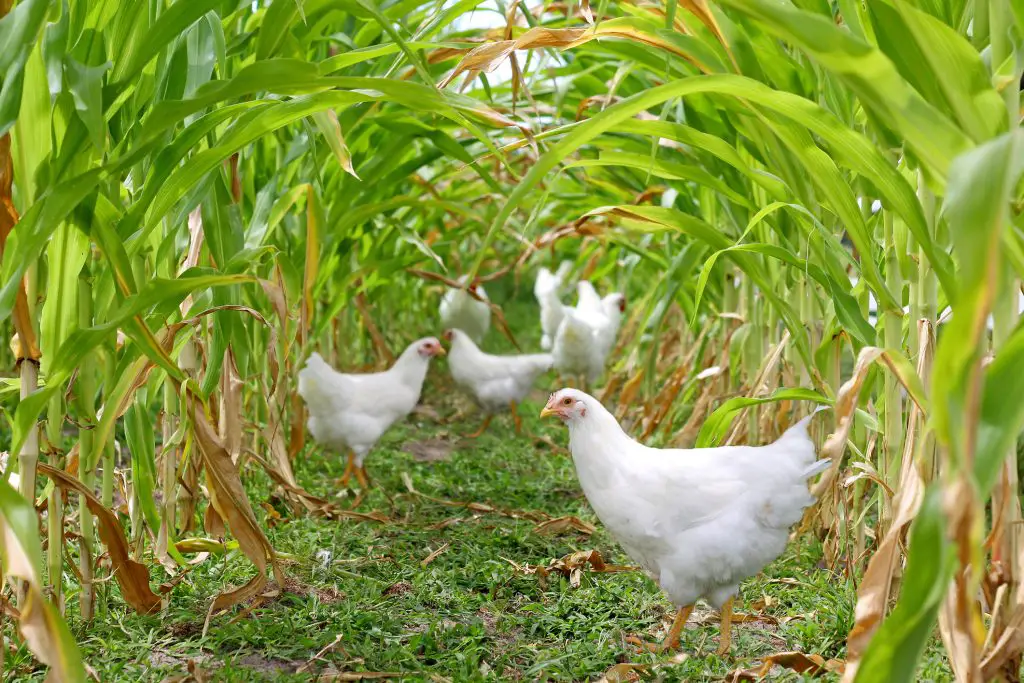 A group of chickens and roosters are standing underneath a canopy of sweet corn, eating seed on a sunny summer day
