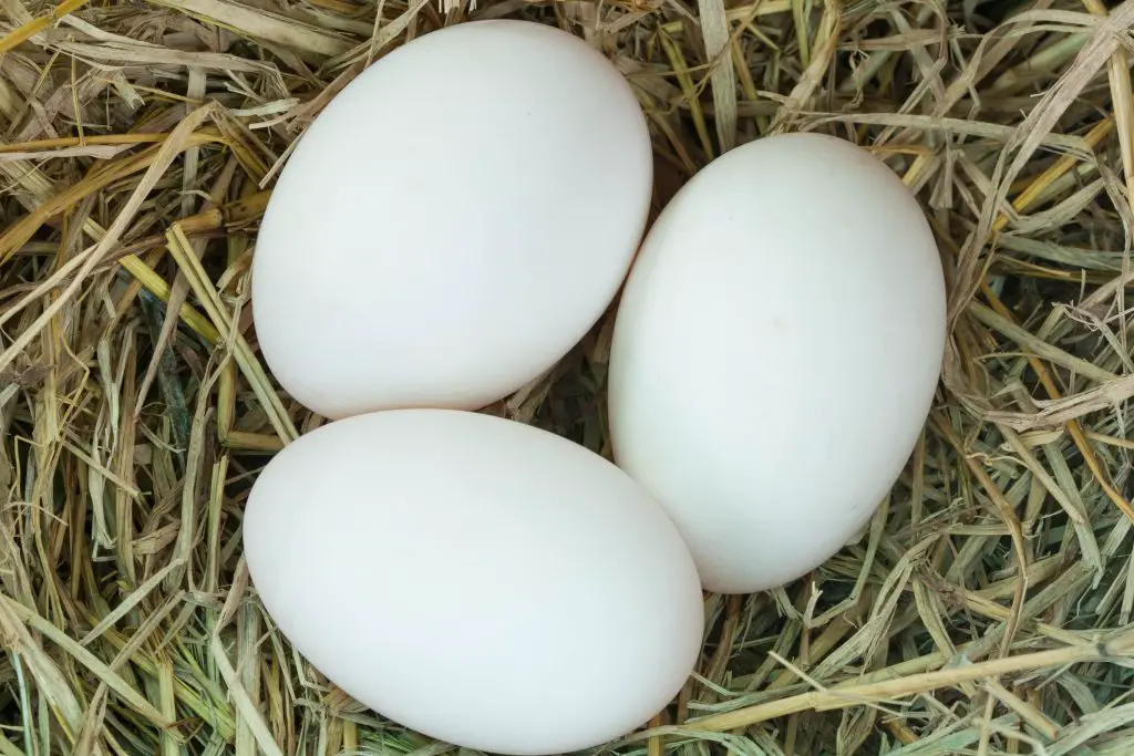 three duck eggs in a duck nest