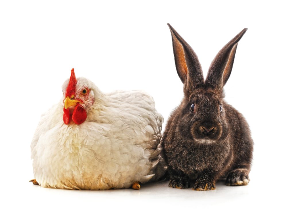 Chicken and rabbit on a white background
