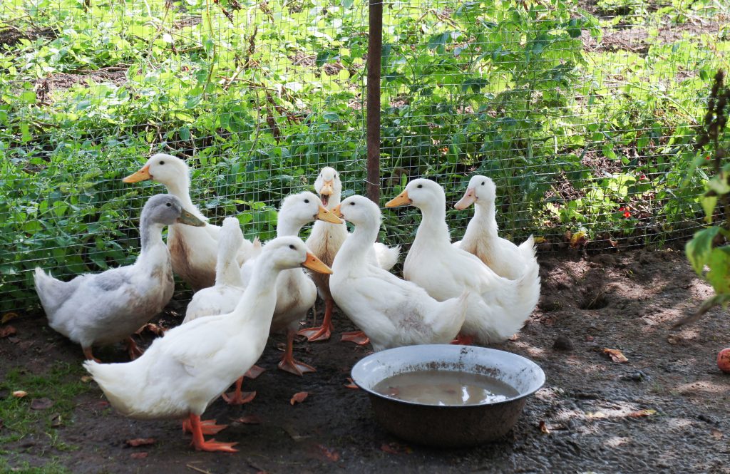 White ducks around a water bowl on a farm