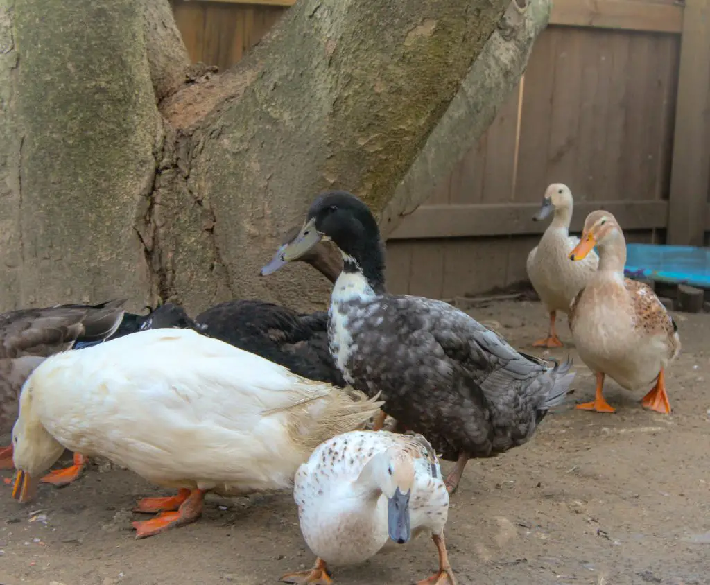 Backyard ducks, pekin, caygua, rouen, welsh Harlequins mix ducks