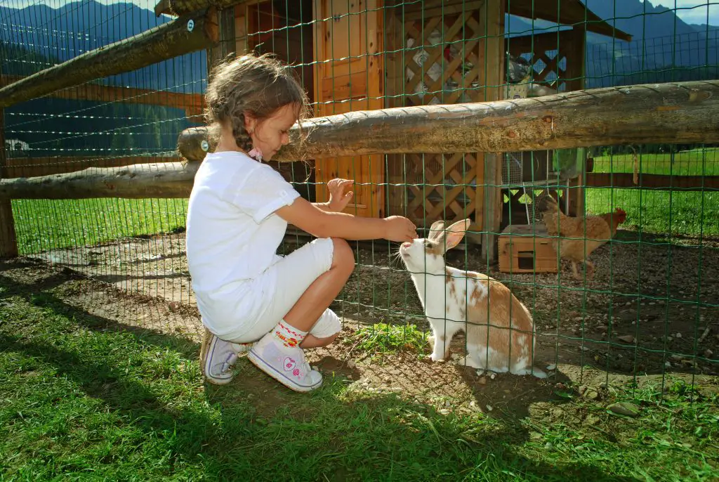 Little girl caressing rabbit in a farm