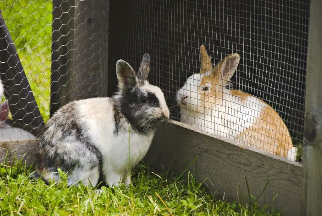 Two rabbits looking at each other in a hutch