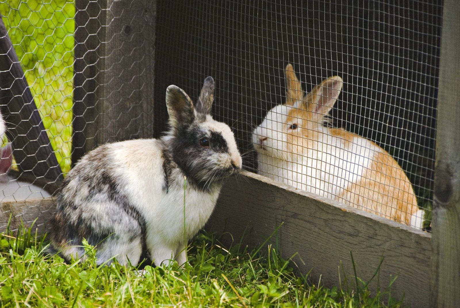Is Rabbit Meat Healthier Than Chicken? – The Farming Guy