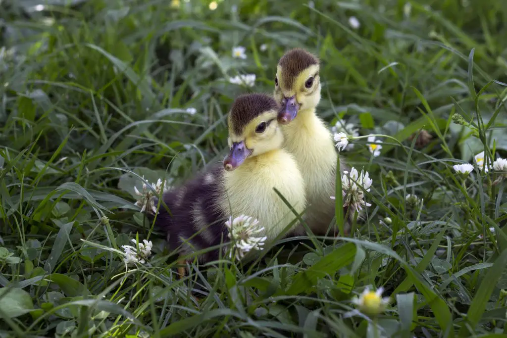 Two little duckling sitting in the tall green grass on the farm