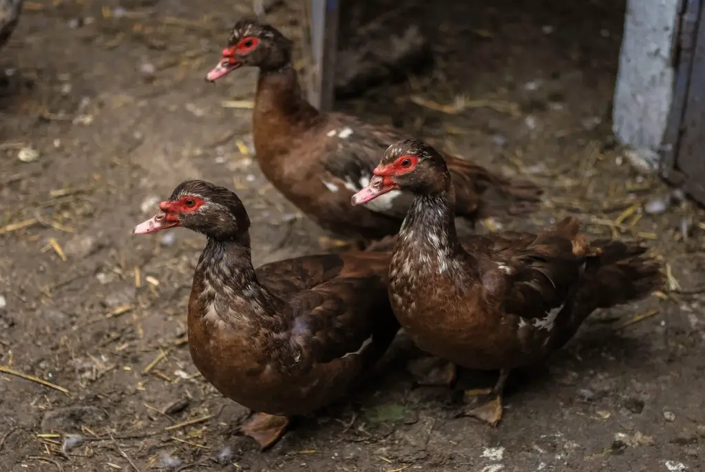 Three brown Muscovy ducks in a pen