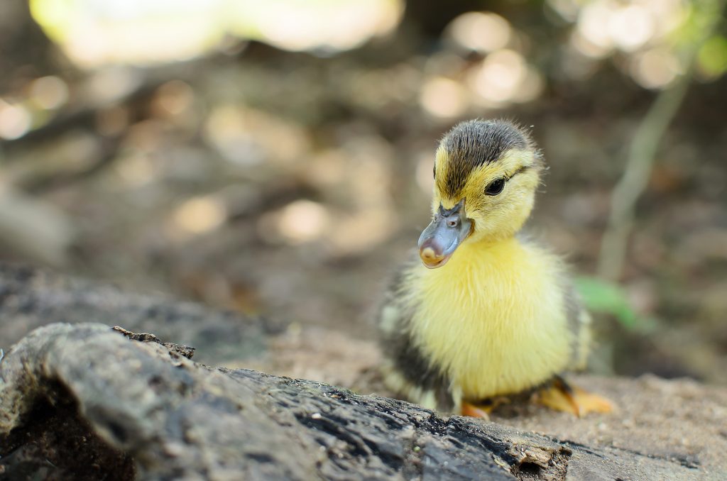 newborn fuzzy yellow duckling